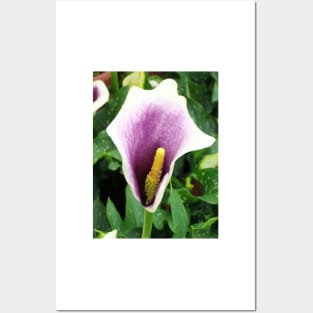 Purple Calla Lily Posters and Art